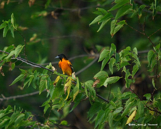 Photo (15): Baltimore Oriole