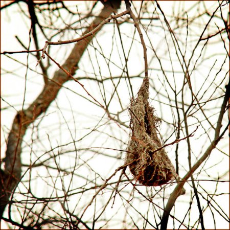 Photo (25): Baltimore Oriole