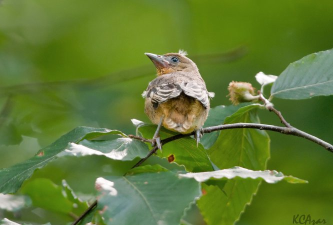 Photo (23): Baltimore Oriole