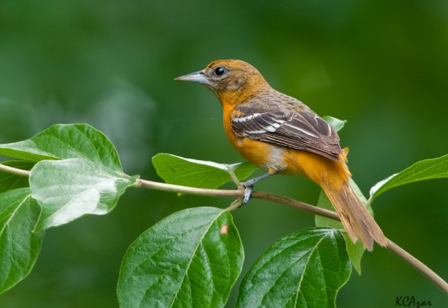 Photo (2): Baltimore Oriole