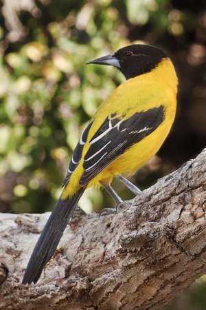 Photo (5): Audubon's Oriole