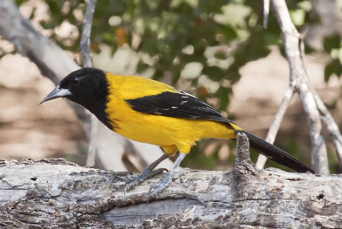 Photo (3): Audubon's Oriole