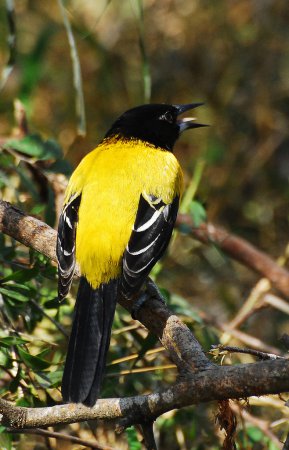 Photo (10): Audubon's Oriole