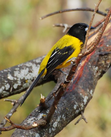 Photo (9): Audubon's Oriole