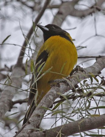 Photo (8): Audubon's Oriole