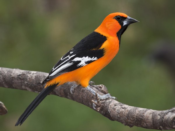 Photo (1): Altamira Oriole