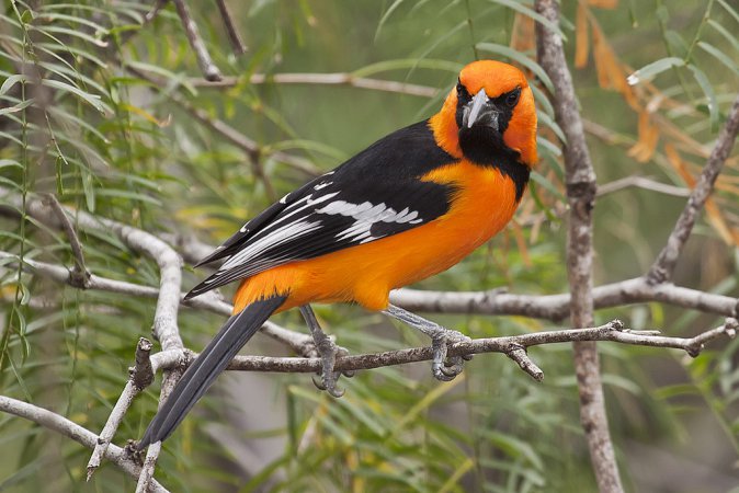 Photo (4): Altamira Oriole