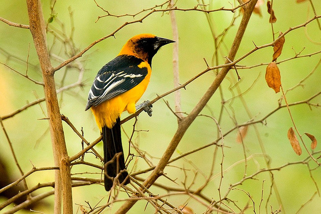 Photo (3): Altamira Oriole