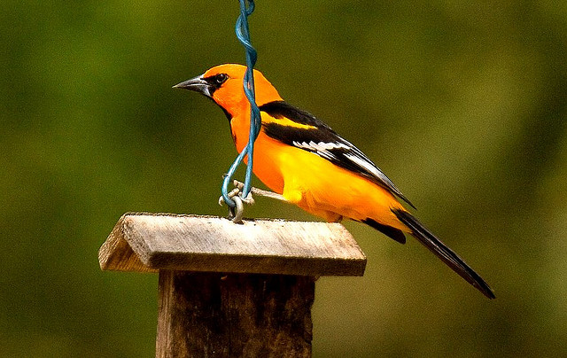 Photo (18): Altamira Oriole