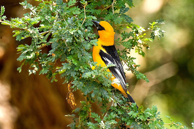 Photo (16): Altamira Oriole