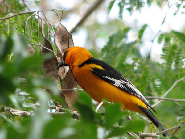 Photo (14): Altamira Oriole