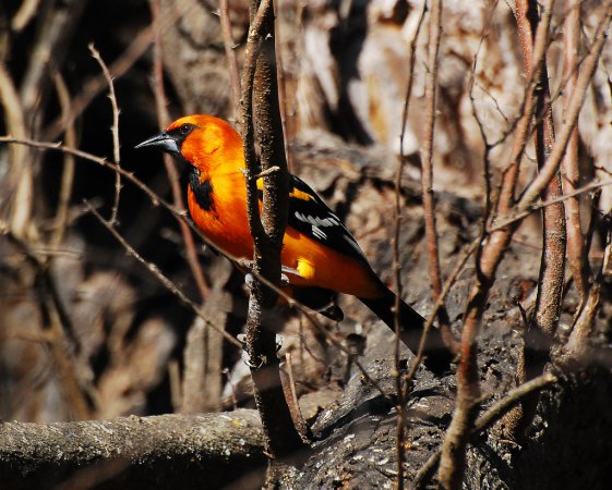 Photo (17): Altamira Oriole