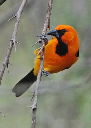 Photo (6): Altamira Oriole