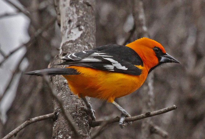 Photo (15): Altamira Oriole