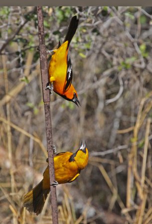 Photo (13): Altamira Oriole