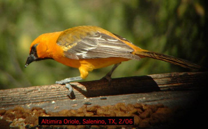 Photo (12): Altamira Oriole