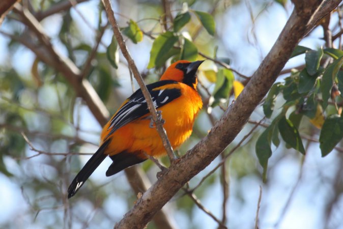 Photo (19): Altamira Oriole