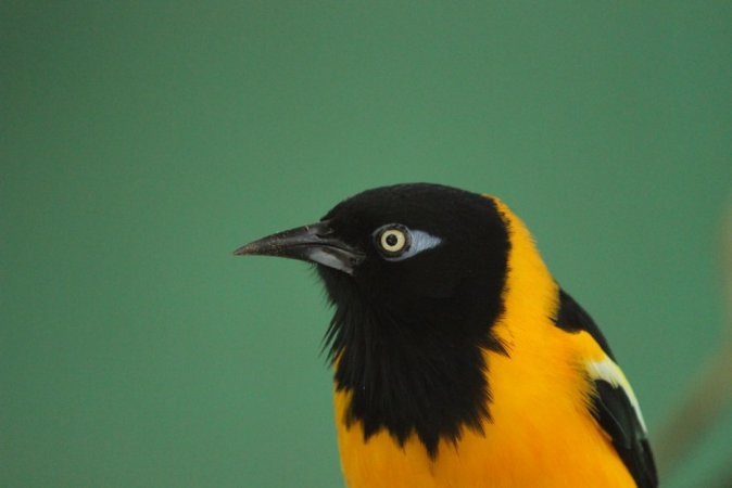 Photo (1): Venezuelan Troupial