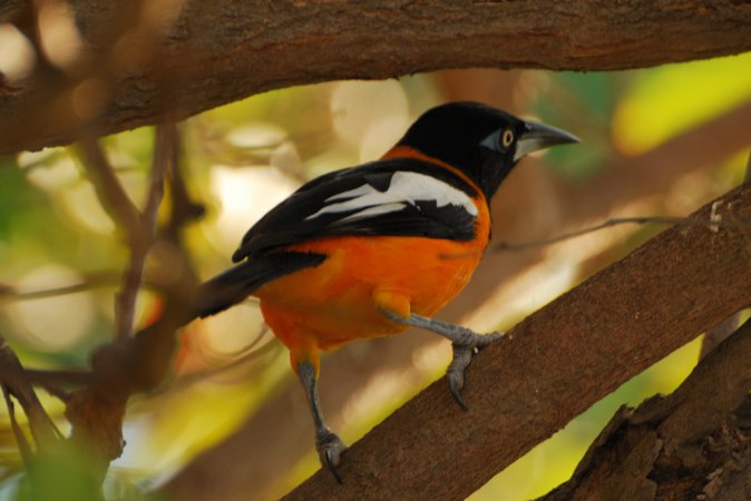 Photo (10): Venezuelan Troupial