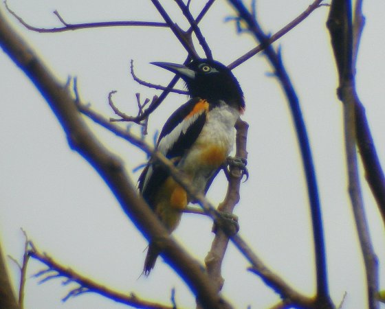 Photo (7): Venezuelan Troupial