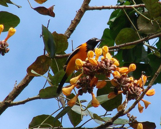 Photo (2): Venezuelan Troupial