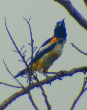 Photo (4): Venezuelan Troupial