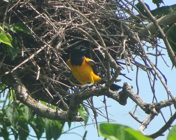 Photo (17): Venezuelan Troupial