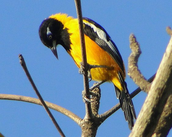 Photo (13): Venezuelan Troupial