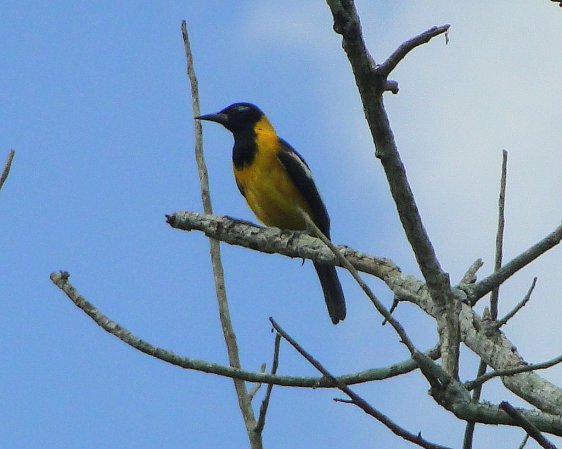 Photo (6): Venezuelan Troupial