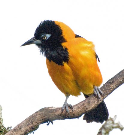 Photo (11): Venezuelan Troupial