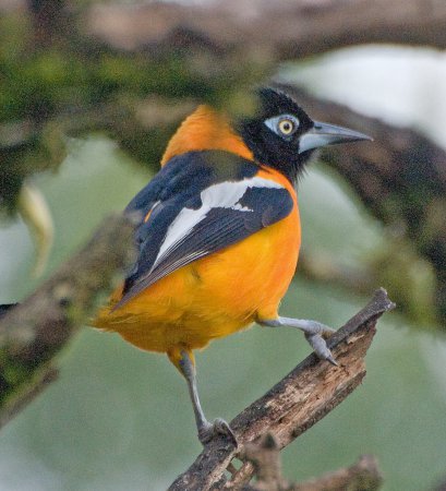Photo (3): Venezuelan Troupial