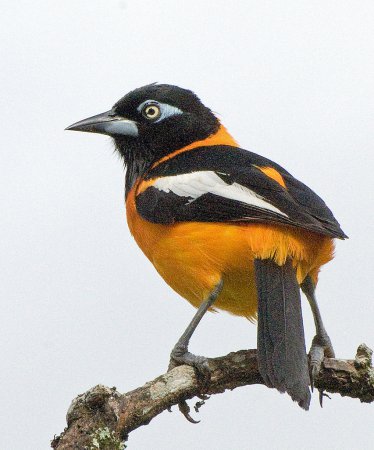 Photo (5): Venezuelan Troupial