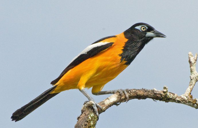 Photo (15): Venezuelan Troupial