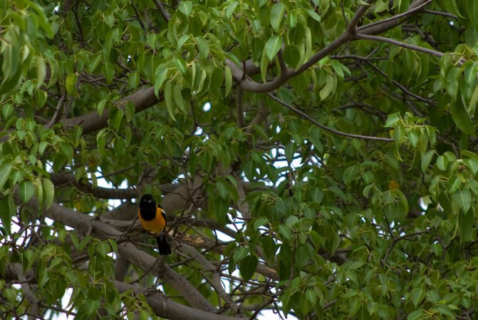 Photo (8): Venezuelan Troupial