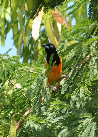 Photo (18): Venezuelan Troupial