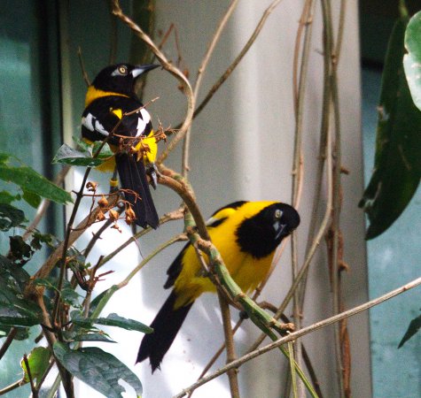 Photo (14): Venezuelan Troupial