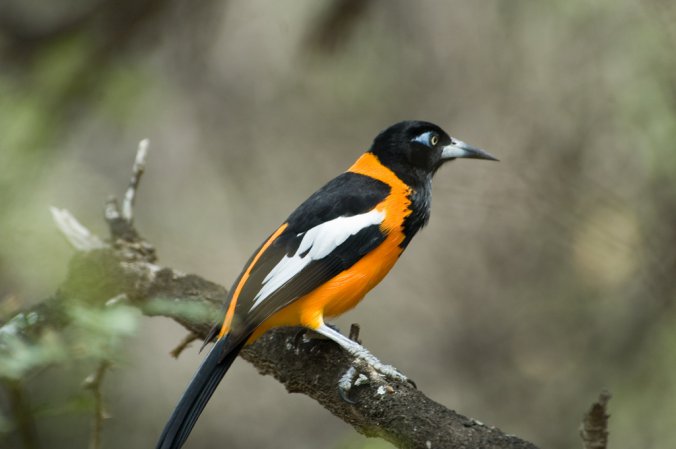 Photo (16): Venezuelan Troupial