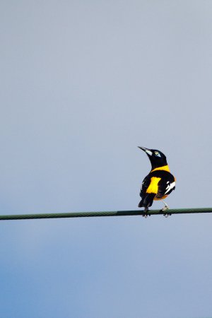 Photo (9): Venezuelan Troupial