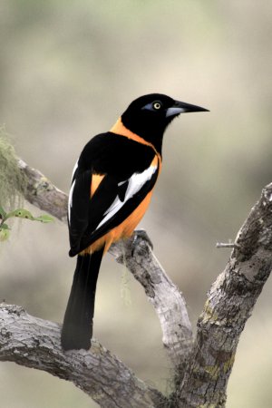 Photo (12): Venezuelan Troupial