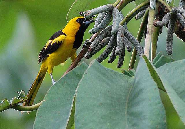 Photo (1): Yellow-tailed Oriole