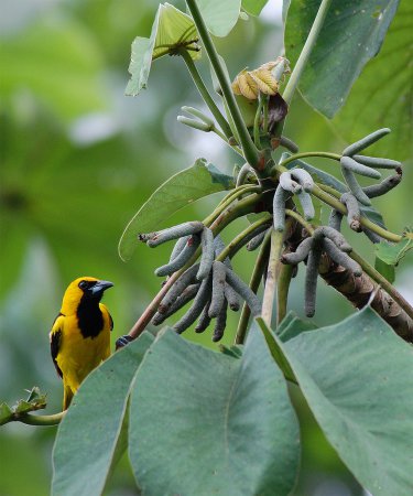 Photo (3): Yellow-tailed Oriole