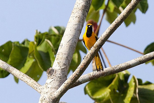 Photo (6): Yellow-tailed Oriole