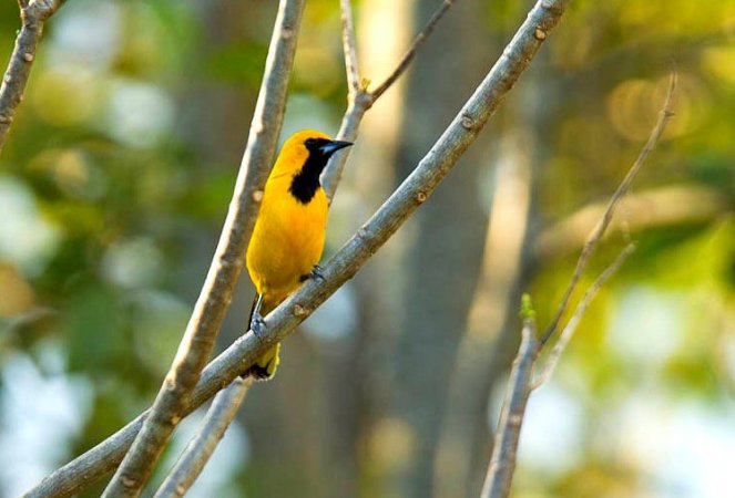 Photo (2): Yellow-tailed Oriole