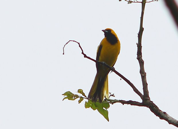Photo (7): Yellow-tailed Oriole