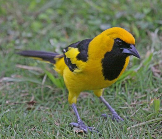 Photo (4): Yellow-tailed Oriole