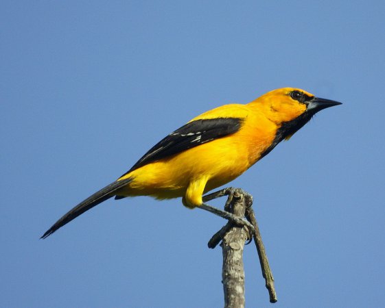 Photo (15): Yellow Oriole