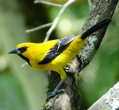 Photo (13): Yellow Oriole