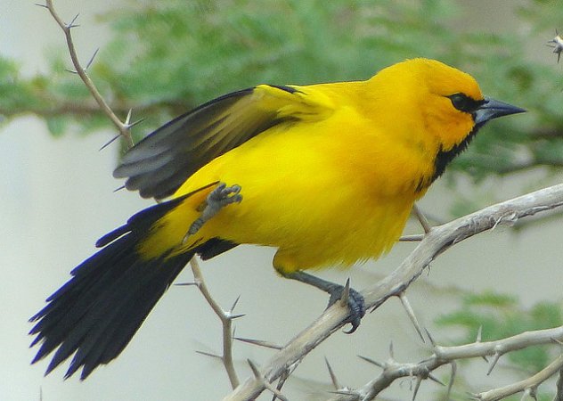 Photo (7): Yellow Oriole