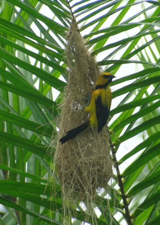 Photo (16): Yellow Oriole