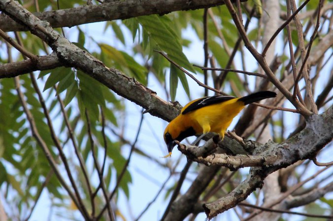 Photo (10): Yellow Oriole